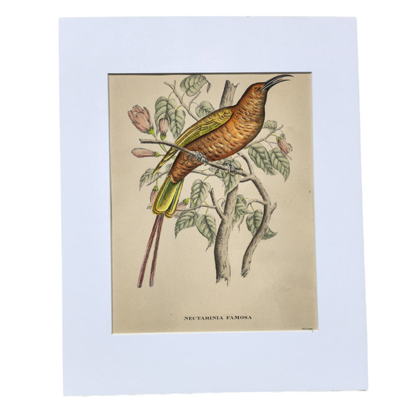 Framed J. & E. Gould - Nectarina Famosa Lithograph Print 17 1/2 x 21 1/2" - Picture 3 of 16